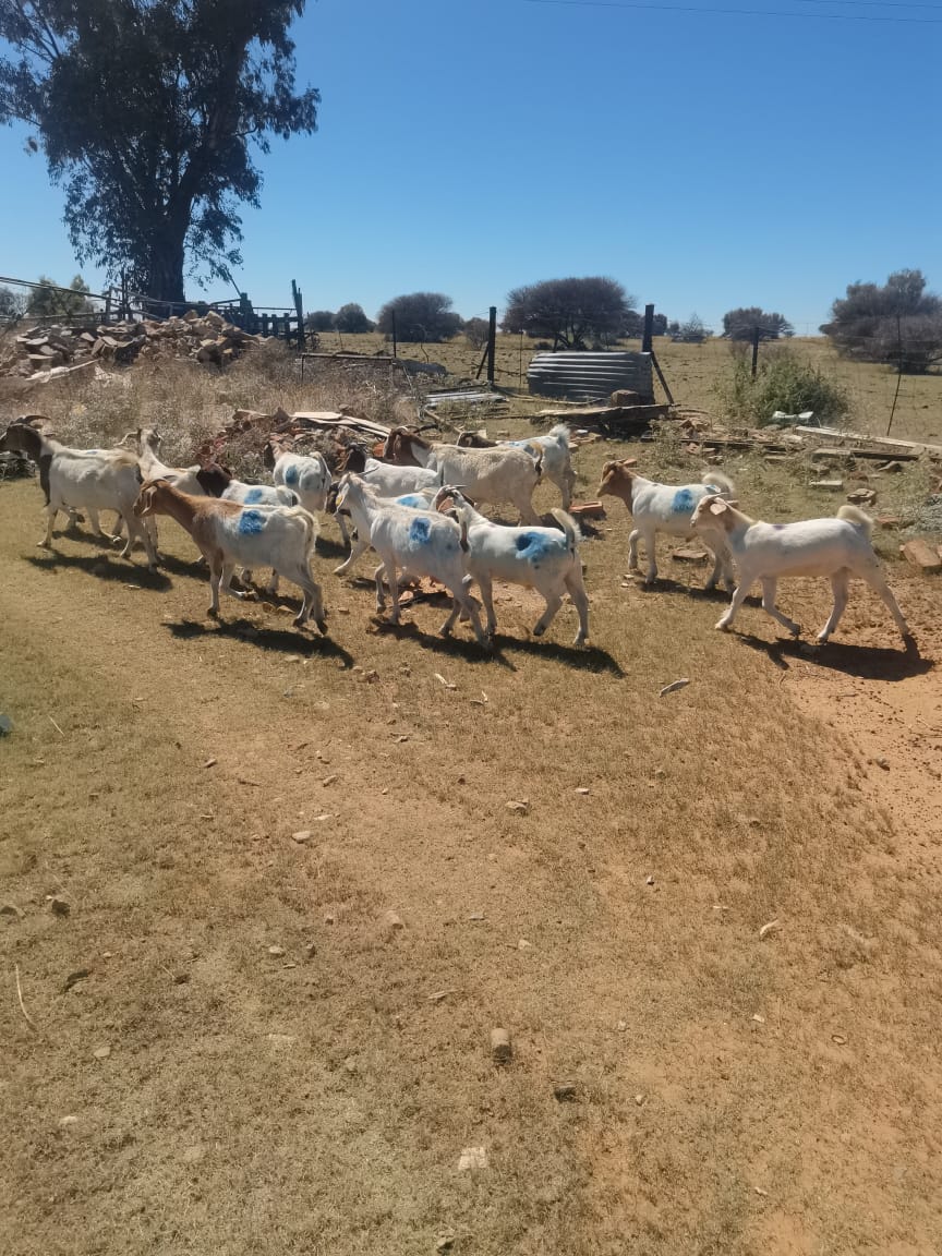 Commercial Property for Sale in Bultfontein Rural Free State